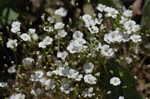 Oneflower stitchwort